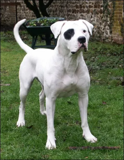 Combien de temps vivent-ils en moyenne ?