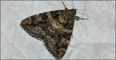 1987 : France Gall chante "Papillon de nuit".
Les ailes d'un papillon de nuit forment un...