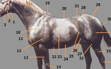 Quiz Galop 3