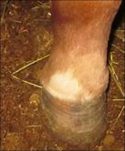 Comment s'appelle cette balzane ?