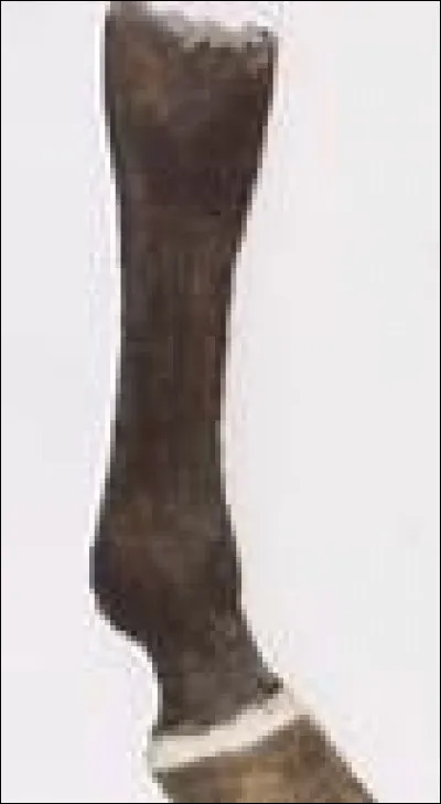 Comment s'appelle cette balzane ?