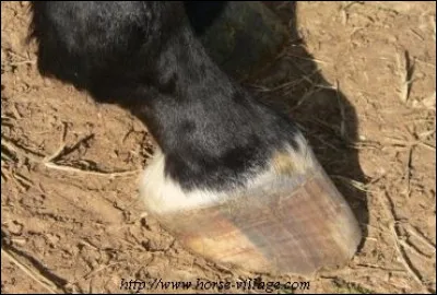 Comment s'appelle cette balzane ?