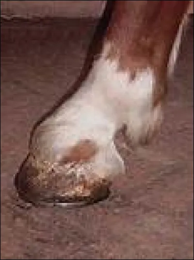 Comment s'appelle cette balzane ?