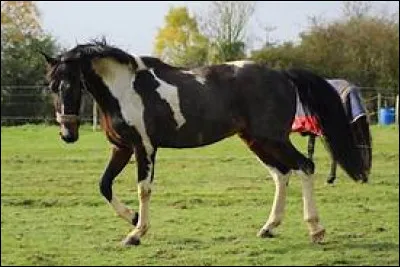 Comment s'appelle cette balzane ?