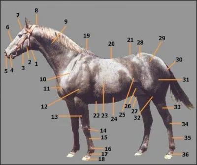 Comment s'appelle le numéro 14 sur ce cheval ?