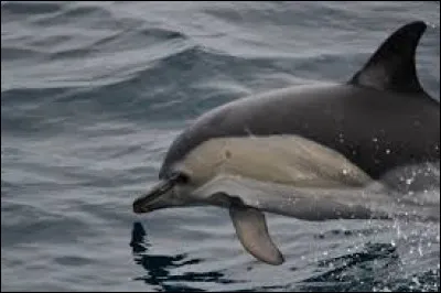 Comment dit-on "dauphin" ?