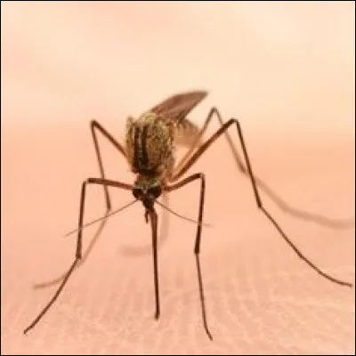 Les moustiques font-ils un bruit aigu parce qu'ils sifflent, chantent, battent des ailes très vite ou frottent leurs pattes entre elles ?