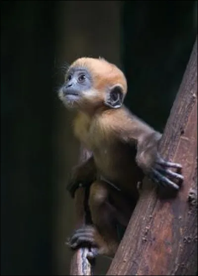 Quel singe est le plus proche parent de l'être humain ?