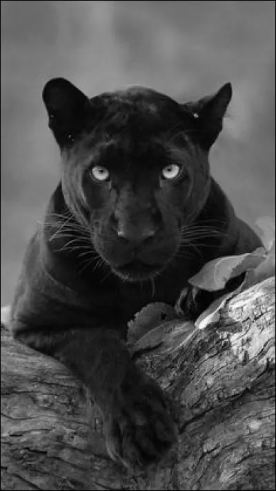 Quel est l'autre nom de la panthère noire ?