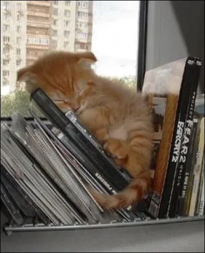 Quel est l'autre nom des moustaches du chat ?