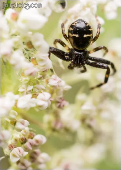 Combien de pattes l'araignée a-t-elle ?