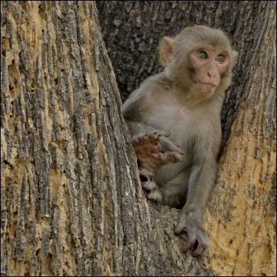 Dans le célèbre film Disney du même nom, quel animal est Dumbo ?