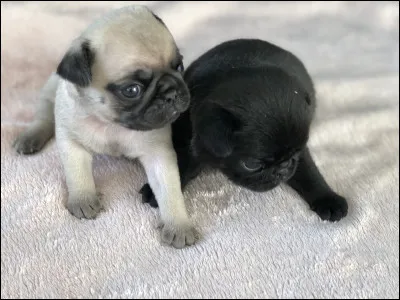 Quel poids font les carlins ?