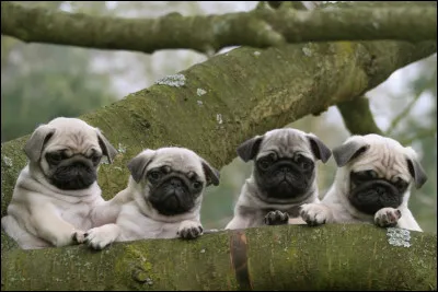 Comment sont leurs poils ?