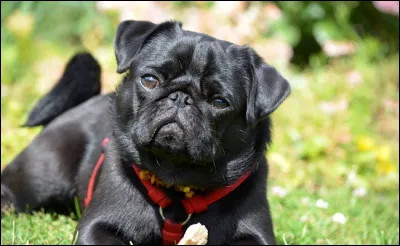 Quelle taille font les carlins mâles ?