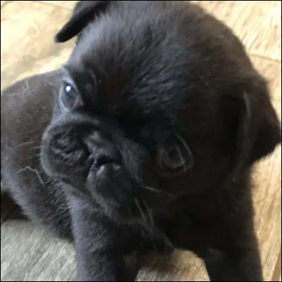 Quelle taille font les carlins femelles ?