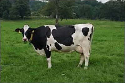 Dans quel pays pouvez-vous déguster le Cantraine, un fromage à pâte demi-dure ?