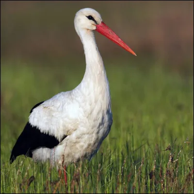 C'est un grand oiseau au plumage noir et blanc et aux pattes et au bec rouges :