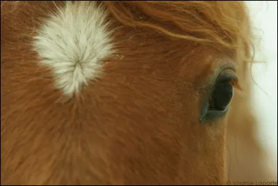 Comment s'appelle la marque blanche sur la tête du cheval ?