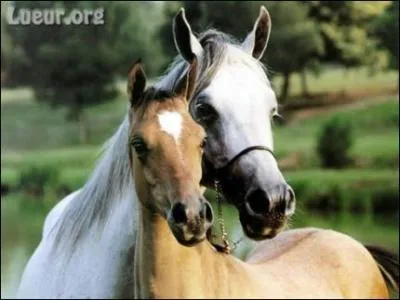 Comment s'appelle le poulain de Lalila ?