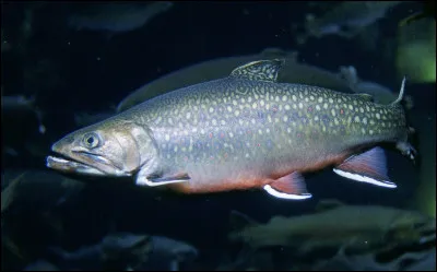 Quel est le nom de ce poisson ?