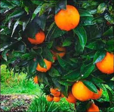 Comment dit-on "orange" en portugais ?