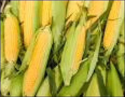 Comment dit-on "maïs" en portugais ?