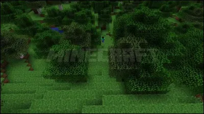 Comment s'appelle le nouvel arbre ?