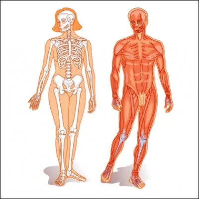 Quelle partie du corps de l�homme est qualifi&eacute;e d�opposable ?