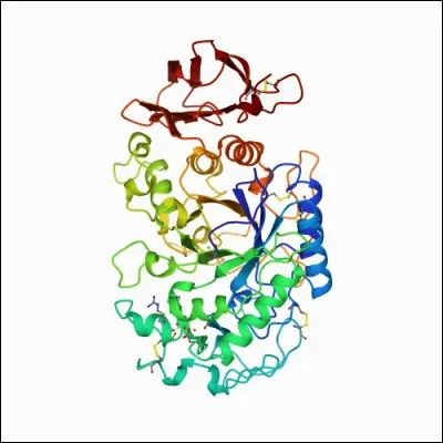 De quel liquide biologique, riche en amylase, le corps produit-il environ 1 litre &agrave; 1,5 litre par jour ?