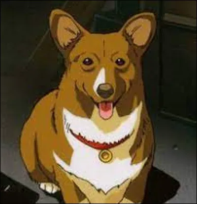 Quelle est la particularité du chien appelé Ein ?