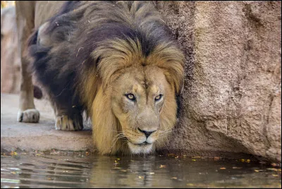 Qui est l'oncle de Simba dans le film "Le Roi Lion" ?