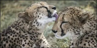 Quel est le nom de cet animal très rapide ?