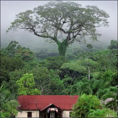 Parmi ces fruits, lequel ne pousse pas sur un arbre ?