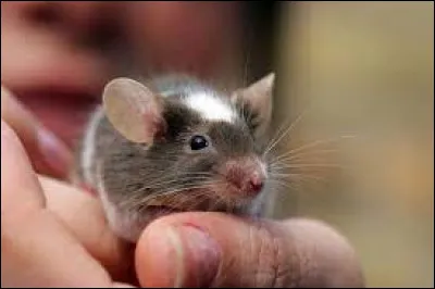 Lequel de ces animaux ressemble le plus à la souris ?