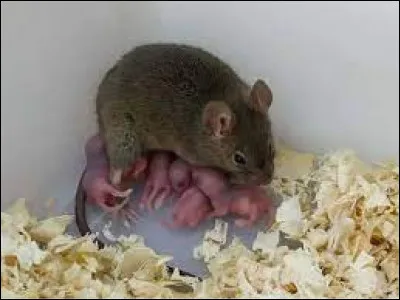 Comment appelle-t-on le petit de la souris ?