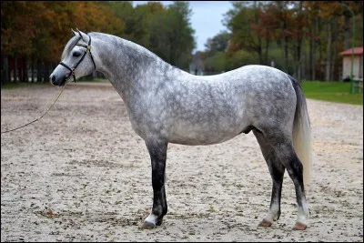 Quelle est la race de ce poney ?