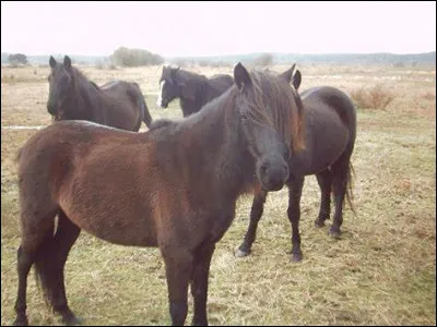 D'où vient le poney landais ?