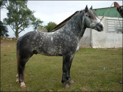 Le percheron pèse en moyenne...