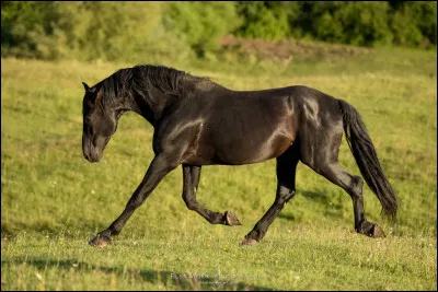 Le pure race espagnole est un cheval de...