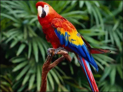 Oiseau d'Amérique tropicale, au plumage coloré :