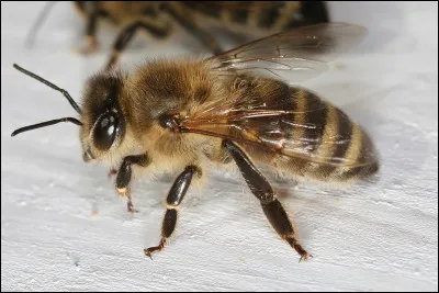 Quel est cet insecte ?