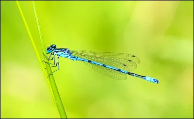Quel est cet insecte ?