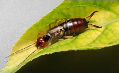 Quel est cet insecte ?