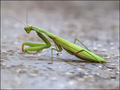 Quel est cet insecte ?