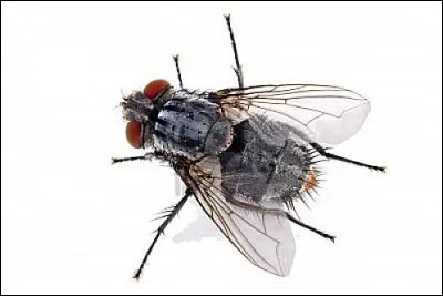 Quel est cet insecte ?