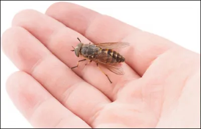 Quel est cet insecte ?