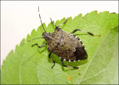 Quel est cet insecte ?