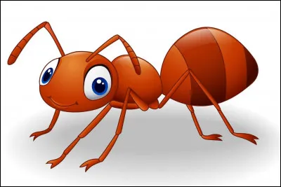 Quel est cet insecte ?