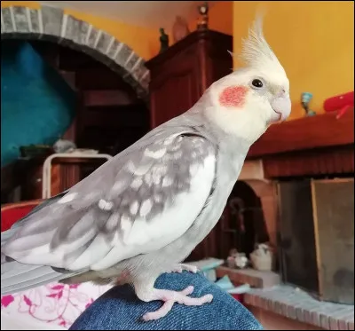 Quel est le nom de cet animal ?